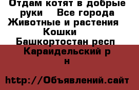 Отдам котят в добрые руки. - Все города Животные и растения » Кошки   . Башкортостан респ.,Караидельский р-н